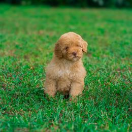 Fawn - Apricot female Goldendoodle puppy in Fort Myers, Florida from Corgis & Doodles