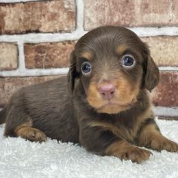 Penny - Chocolate and tan female Dachshund puppy in Industry, Illinois from KDKs Kennels