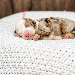 Godiva - Chocolate merle female Bernedoodle puppy in Hudson, Indiana from TurkeyCreek-K9