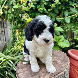 Betty (Teal) - Parti female Goldendoodle puppy in Rocklin, California from FurEver Yours Goldendoodles