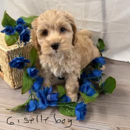 Giselle B3 white - Golden male Cockapoo puppy in Haines City, Florida from Camic Cockapoos