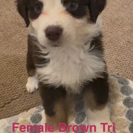 Australian Shepherd Puppies from Folsom’s Wigglebutts