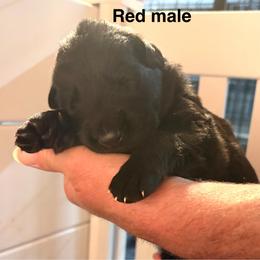 Red Collar - Black male German Shepherd puppy in Puyallup, Washington from Majestic Royal German Shepherd’s