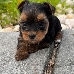 Yorkie Boy 2 - Black and tan male Yorkshire Terrier puppy in Summerville, South Carolina from Our Yorkie and Morkie Puppies of Summerville, South Carolina.