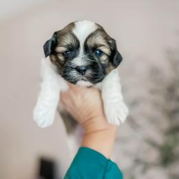 Sunshine (sable parti) - Brown male Shihpoo puppy in Hopkins County, Texas from Boutique Doodles