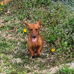 Nubbins - Dachshund