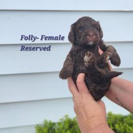 Folly - Phantom female Bernedoodle puppy in St. George, South Carolina from Southern Hunters Mini Doodles