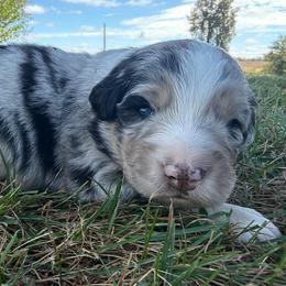 Adorable Boy 1-Blue Merle - Blue merle male Australian Shepherd puppy in Mayfield, Kentucky from Hamilton Farms