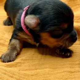 Ella - Black and tan female Yorkshire Terrier puppy in Tangipahoa County, Louisiana from Riche’ Louisiana Yorkies