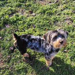 Tiger - Tan male Yorkshire Terrier puppy in Memphis, Tennessee from Thorntons Fur Crew
