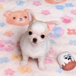 Cassie - Cream and white female Chihuahua puppy in Bucks County, Pennsylvania from Sweet Bean Chihuahuas