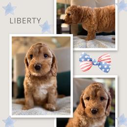Liberty - Apricot female Australian Labradoodle puppy in Citrus Heights, California from Elite Blend Labradoodles