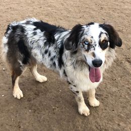 Kooskia - Australian Shepherd