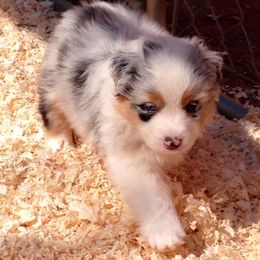 Australian Shepherd Puppies from Triple MMM Kennel