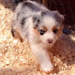 Australian Shepherd Puppies from Triple MMM Kennel