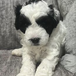 Bernedoodle Puppies from Bella‘s Mini Bernadoodles