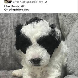 Bernedoodle Puppies from Bella‘s Mini Bernadoodles