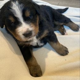 Daisy - Tri-color female Bernese Mountain Dog puppy in Rural Retreat, Virginia from Bernese Bunker