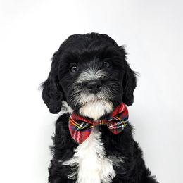 Bernedoodle, Double Doodle, and Goldendoodle Puppies from Winding Creek Ranch