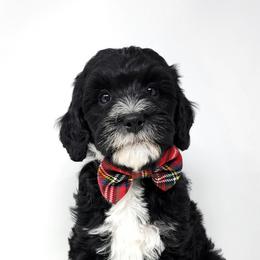 Bernedoodle, Double Doodle, and Goldendoodle Puppies from Winding Creek Ranch