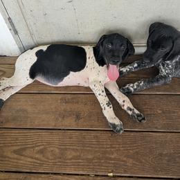 Black Girl 9173 - Black and white female German Shorthaired Pointer puppy in Spring Hope, North Carolina from Hogan’s Lowrider Hounds