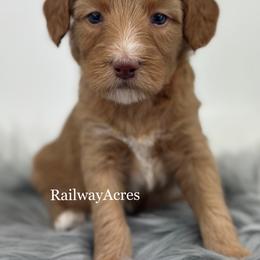 Willow - Apricot female Goldendoodle puppy in Milford, Indiana from Railway Acres Kennel