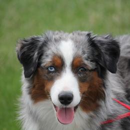 Rusty - Miniature American Shepherd