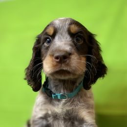 Colby - Tri-Roan male English Springer Spaniel puppy in Crawford, Tennessee from Lilly Lane Spaniels