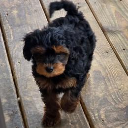 Armani (traditional) - Black and gold female Yorkipoo puppy in Duncan, South Carolina from Sonshine Yorkies