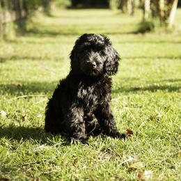 Maverick - Black male Goldendoodle puppy in Ocala, Florida from Hancock Place Doodles