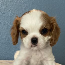 Cavalier King Charles Spaniel Puppies from Christina’s Cavaliers