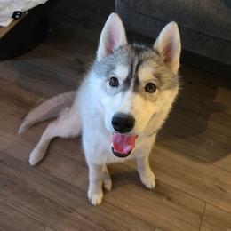 Siberian Husky puppies from Mirage Siberians