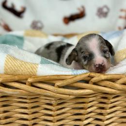 Grogu - Dapple male Dachshund puppy in Three Rivers, Michigan from Michiana Dachshunds