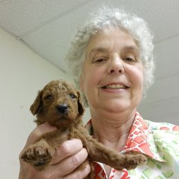 Poodle Puppies from Whiteaker's Standard Poodles