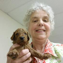 Poodle Puppies from Whiteaker's Standard Poodles