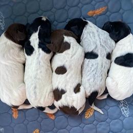German Shorthaired Pointer Puppies from Thunder Mountain Gun Dogs