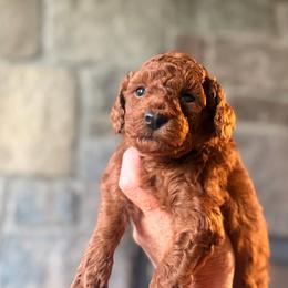 Blue collar Female - Red  female Goldendoodle puppy in Sheldon, Vermont from Ole Poor Farm