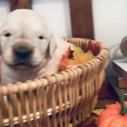 Light green - Light golden Golden Retriever puppy in Linden, Michigan from High Society Farm
