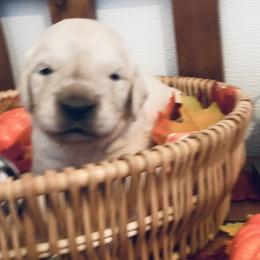 Light green - Light golden Golden Retriever puppy in Linden, Michigan from High Society Farm