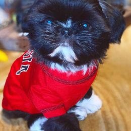 Shih Tzus from Curtis Imperials