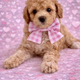 Apricot - Apricot female Goldendoodle puppy in Fort Myers, Florida from Daisy Doodles LLC