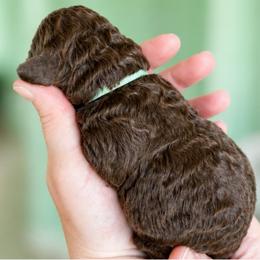 Mint collar - Chocolate female Goldendoodle puppy in Christiana, Tennessee from Rechlicz Family Doodles