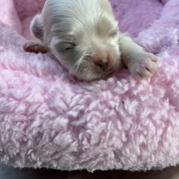 Maltese Puppies from Prime Malteses