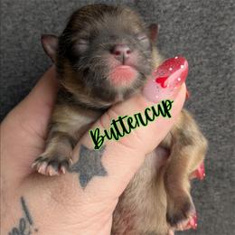 Buttercup - Orange sable female Pomeranian puppy in Utah from Pop Off Pomeranians