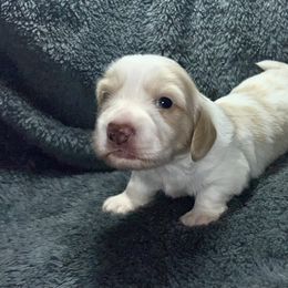 Boy 1 - Piebald male Dachshund puppy in Bon Air, Tennessee from Clemons Mini Dachshunds of Tennessee