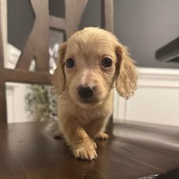 Dash - Cream male Dachshund puppy in Allenhurst, Georgia from B’s Dapper Dachshunds