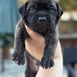 Cane Corso Puppies from Coastal View Kennels
