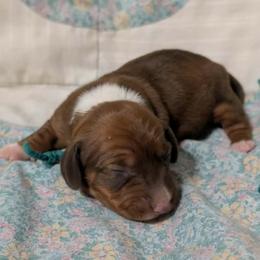 Sofie - Piebald female Dachshund puppy in Harrison, Arkansas from Dachshunds on the Hill