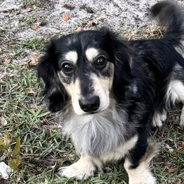 Mav - Dachshund
