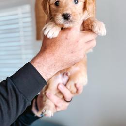 Salty - Apricot male Goldendoodle puppy in Soddy Daisy, Tennessee from The W Doods